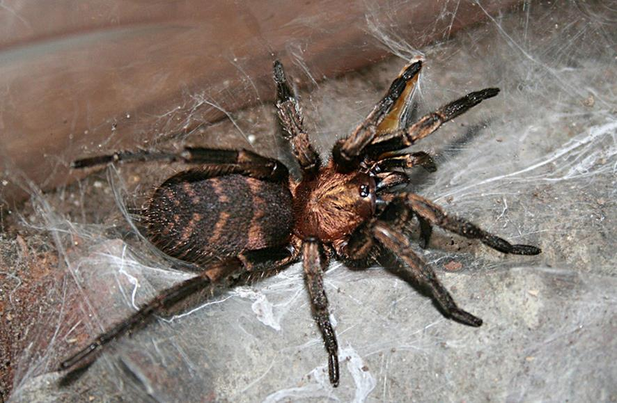 Biologisk kontroll av skadeinsekter Spindlar kan äta 2-200 kg/ha