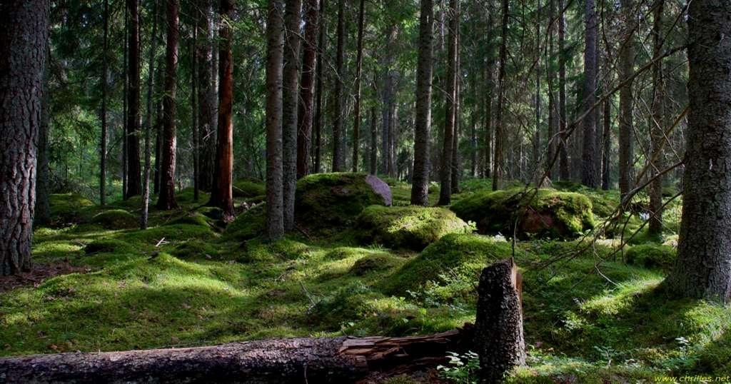 Klimatsmart Naturligt kretslopp Tvärindustriell råvarubas Långsiktig tillväxtmotor SKOGEN