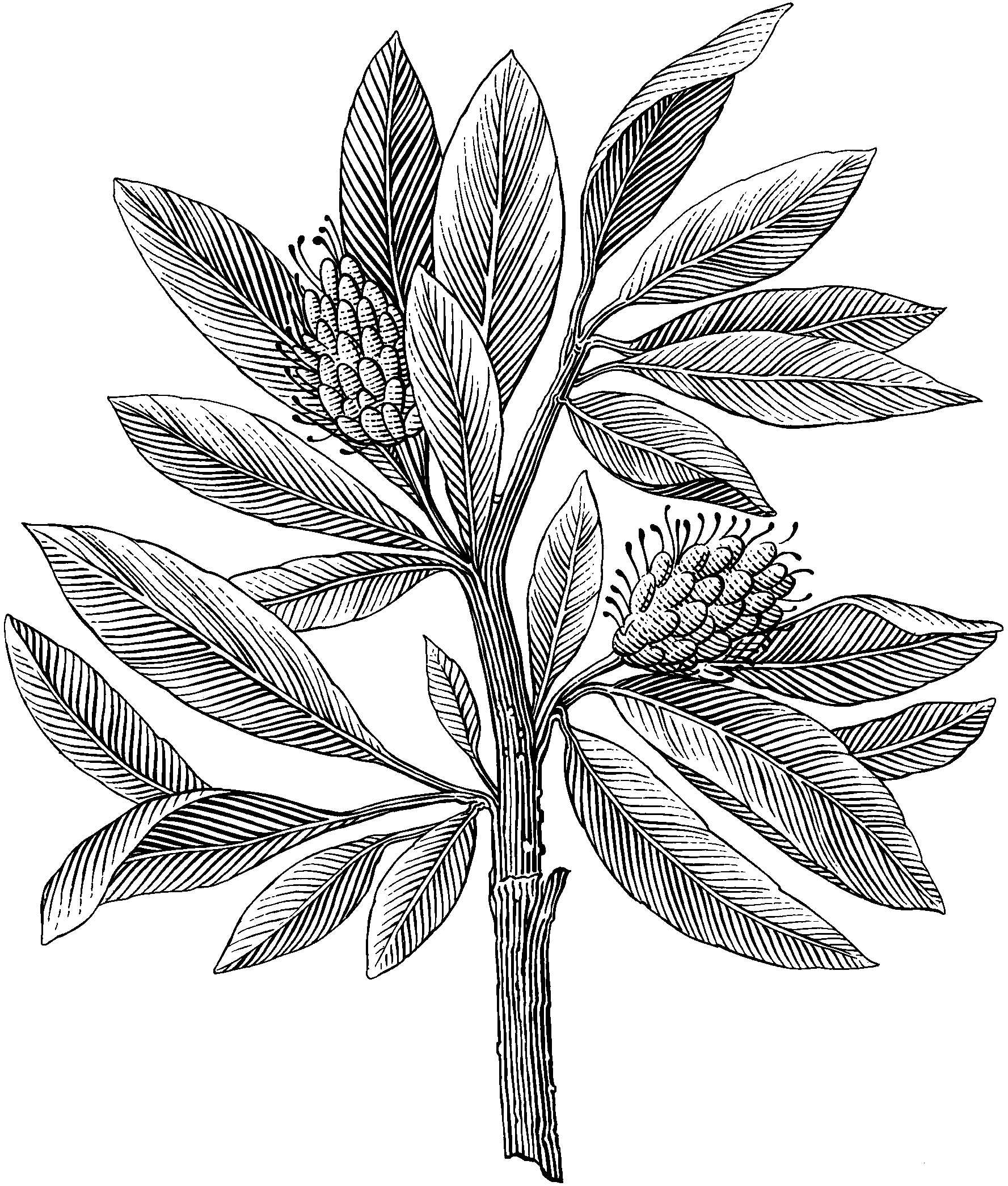 Idrottsvetenskapligt examensarbete (2IV31E) 15