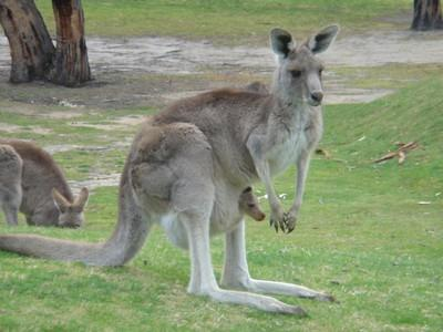 (F, L, flygmåltider) Dag 4 Perth / Fremantle 2 nov / 8 feb G day mate och välkommen till landet down under!