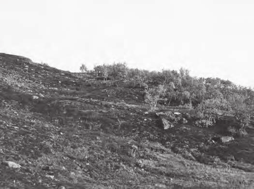 Punkt 4 PUNKT 4: UTVECKLINGEN FRÅN SNÖLEGA TILL FJÄLLBJÖRKSKOG 790 METER ÖVER HAVET.