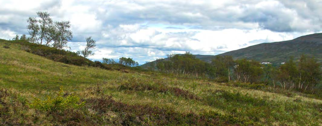 Punkt 7 PUNKT 7: NYETABLERAD GRAN 850 METER ÖVER HAVET.