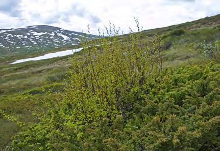 Punkt 8 PUNKT 8: BJÖRKENS TRÄDGRÄNS 1975 OCH I DAG 880 METER ÖVER HAVET. På 1970-talet var björkens trädgräns belägen här, 880 meter över havet.