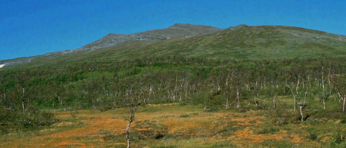 Punkt 10 PUNKT 10: ÄDLA LÖVTRÄD I FJÄLLBJÖRKSKOGEN - 760 METER ÖVER HAVET. Getryggen.