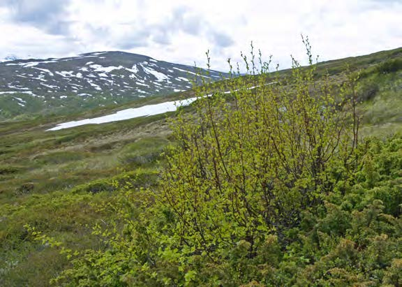 Sedan år 2007 ingår Getryggen också som en del i Länsstyrelsens Jämtlands läns miljöövervakning av den alpina trädgränsen.