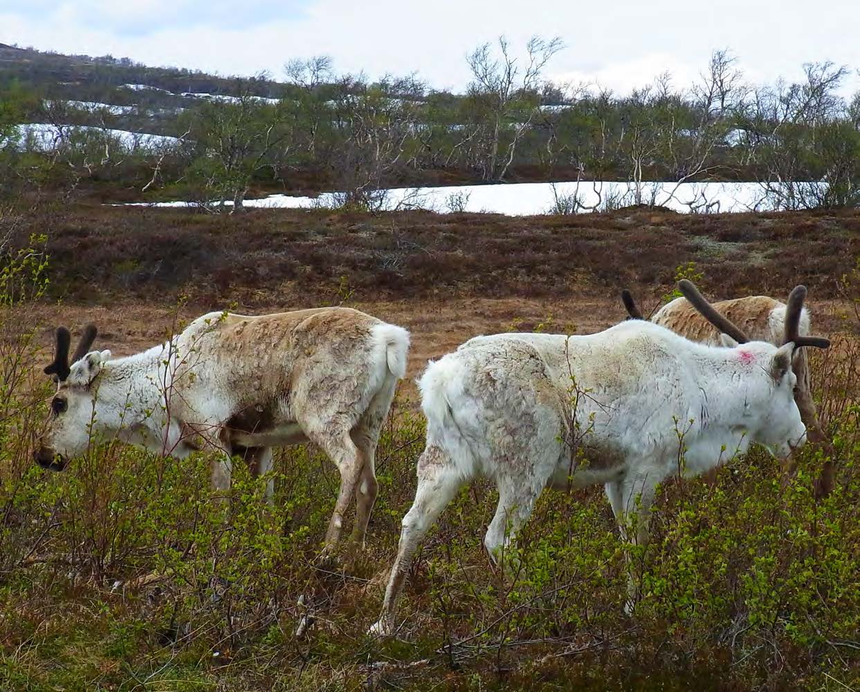 Renarnas bete och tramp hjälper till att hålla fjällandskapet öppet, just så som vi människor på senare tid vant oss vid att fjällandskapet ska se ut.