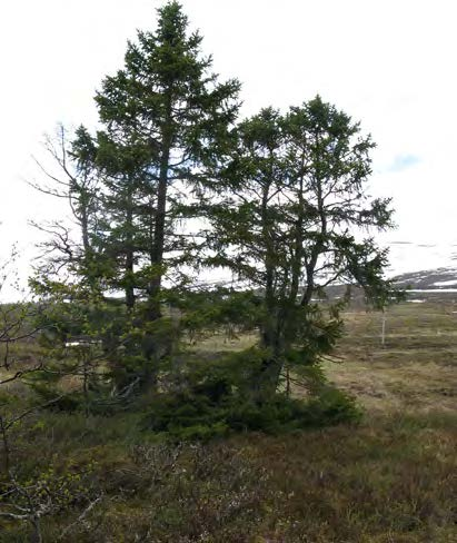 Dess äldsta levande stam är cirka 400 år. Granen finns ett par kilometer längre norrut.