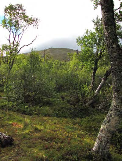 Fortsätt till granens nya trädgräns en gran som funnits där i minst 5700 år, varav en stor del av tiden som lågvuxen buske. Foto: Lisa Öberg, 2009.