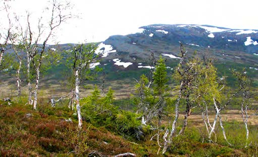 Punkt 3a och 3b PUNKT 3A: ORKIDÉN VITYXNE (PSEUDORCHIS ALBIDA) 775 METER ÖVER HAVET. Foto: Lisa Öberg, 2009.