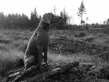 heldag i skogen och vattenflaskorna samt kaffetermosen var välfyllda. Nu var vi laddade för skogsprov.