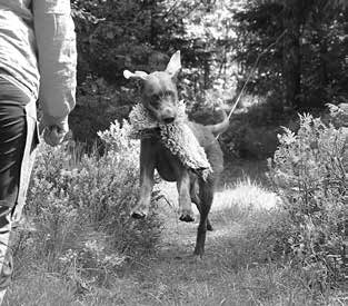 Till exempel vid spöket växlade han från att kolla på spöket till att hålla koll på kennelpappa Rolf som smög runt och fotograferade.