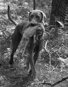 Någon av hundarna skulle blivit säl istället för hund medan andra skulle blivit landkrabbor men då finns det ju något att jobba med.