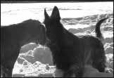 från den hund som gav sig och visade avståndsminskande signaler, men även den dominantare hunden kan bjuda in till lek.