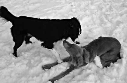 Detta leder till att olika hundtyper har olika förutsättningar vid hälsning, de har helt enkelt lite olika dialekt. Om en hund redan från början har svårt för språket pga.