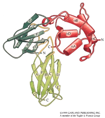 Bild 4 Hormonet binder bara till en prolactin receptor och inte till två som då den binder till växthormonreceptorn.