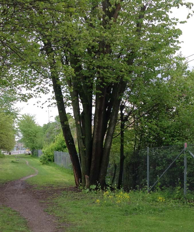 Västra sidan av torget består av en gräsbevuxen parkmiljö om cirka 0,4 hektar med enstaka grövre lövträd, enstaka yngre tallar och ett blandat buskskikt.