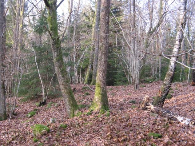 Delområde B Området består av framförallt lövskog med ek, björk, hassel och sälg. Även gran och enstaka tallar förekommer.