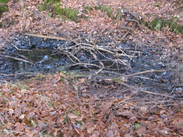 Sänkorna håller förmodligen inte vatten sommartid då de helt saknar vattenvegetation och är täckta med löv.