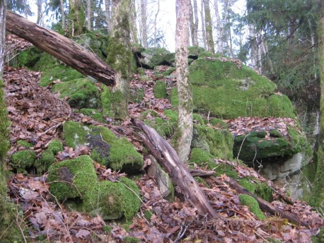 Öster om den avlånga dammen påträffas en stensamling övertäckt med löv. Figur 4. Delområde B. Bild till vänster visar del av skog som framförallt domineras av lövträd.