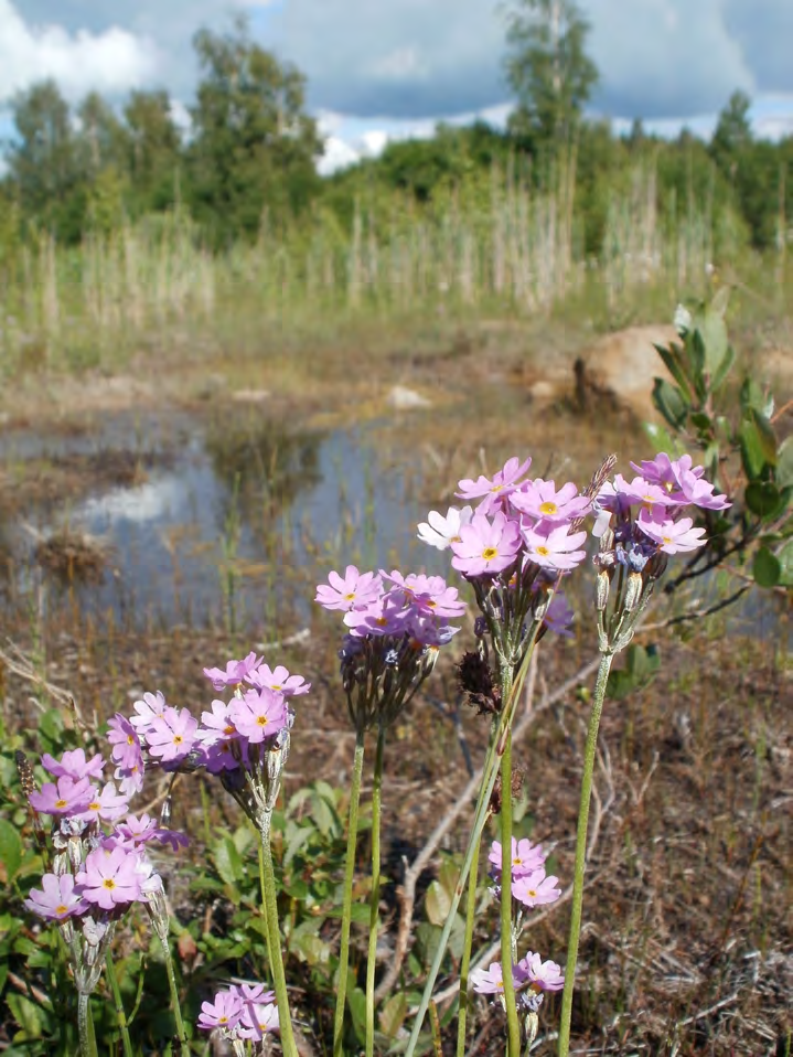 Bild 8: Rikkärr i Östergötland, Sverige. I förgrunden Primula Farinosa (Majviva) Bild från (Wikimedia commons 2010/ Pereric).