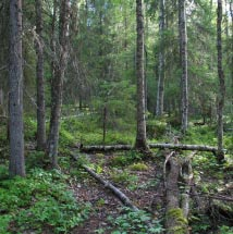 3730 Etu-Aapua Kommun Övertorneå Totalareal 118 ha Naturgeografisk region 32d Areal land 118 ha Objektskategori U1 Areal vatten 0 ha Markägare Sveaskog Areal produktiv skogsmark 83 ha Ovanför