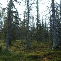 2904 Maunuvaara Kommun Pajala Totalareal 1 919 ha Naturgeografisk region 32d, 52a Areal land 1 905 ha Objektskategori U1 Areal vatten 13 ha Markägare Sveaskog Areal produktiv skogsmark 985 ha Ovanför