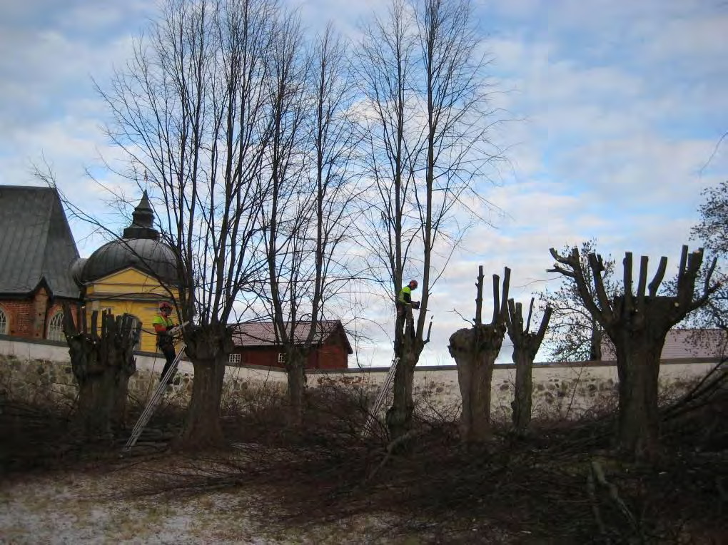 Genomförande Beskärningen utfördes av Anders Greens Trädservice, Göteborg, under vecka 3 år 2009.