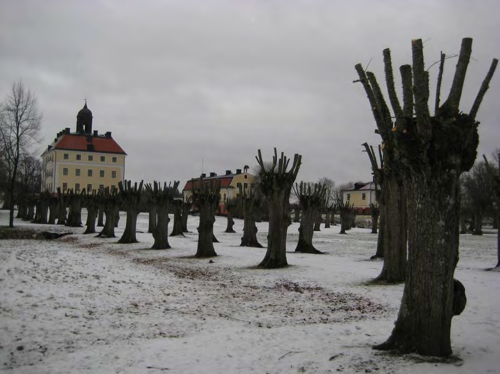 Sammanfattning Under vecka 3 år 2009 utfördes en akut beskärning av lindarna i Ängsös slottspark.