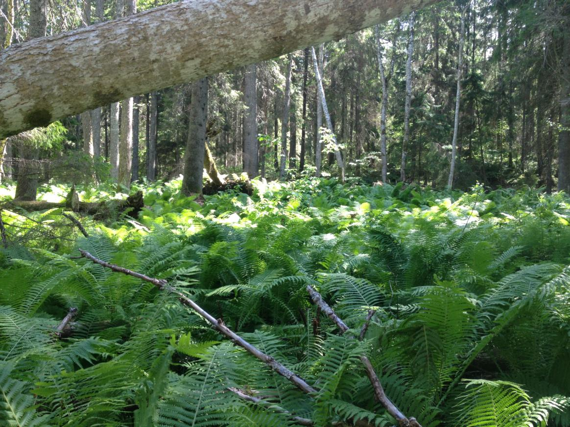 Grundvattenberoende ekosystem Förslag på prioritering av svenska naturtyper inom nätverket