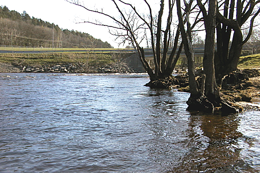 Bottenfauna i Säveån 2007 En undersökning av bottenfaunan på nio