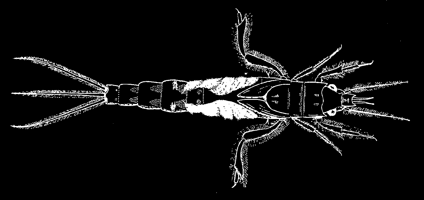 Bottenfauna i Säveån 2007 a) b) Figur 6. Skiss av a) adult Aphelocheirus aestivalis - Vattenfi s och b) Ephemera danica - Åsandslända som larv.