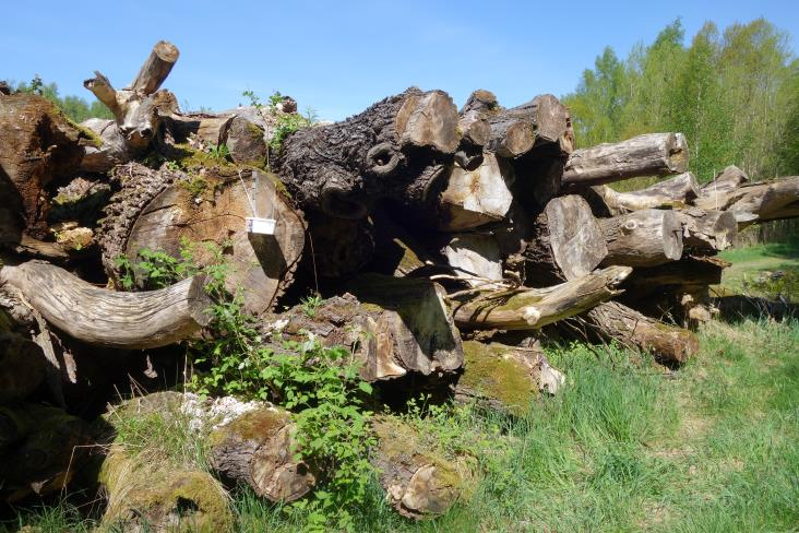 Hjällbo Denna lokal ligger strax norr om Lärjemotet mellan Hjällbo och Angeredsleden intill en liten skogsväg.