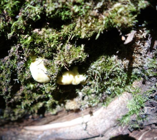 Naturvårdsintressanta skalbaggar Agathidium niginum (NT) Glischrochilus quadriguttatus Hylis olexai Naturvårdsintressanta svampar Svavelticka Laetiporus sulohureus Västlig rostticka