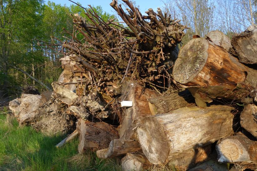 Här ligger två grupper med grova träd med tillsamman mer än 200 stockar som mot väster och norr gränsar till en kraftledningsgata och öppna högvuxna gräsmarker.