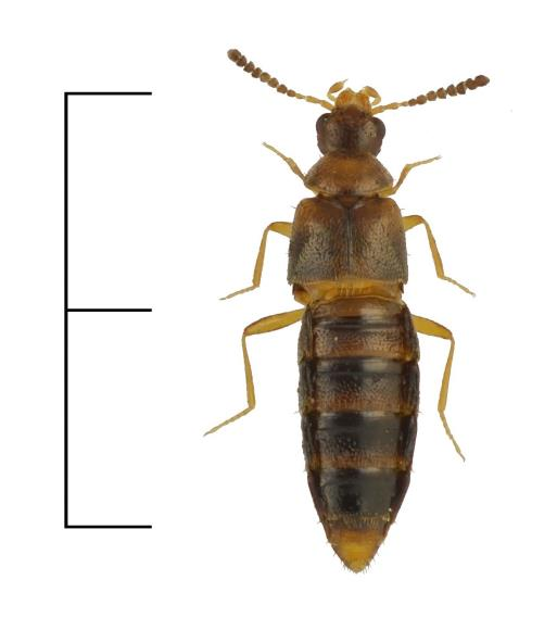 Rödlistade vedskalbaggsarter funna i inventeringen Agaricochara latissima (NT) En småkortvinge (Staphylinidae: Aleocharinae) som är sällsynt påträffad främst i Mellansverige, med enbart ett tidigare