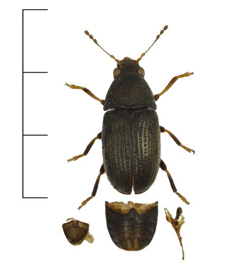 Gran Choragus sheppardi (VU) En plattnosbagge (Anthribidae) som är sällsynt funnen i södra och mellersta Sverige, och tidigare knappt funnen alls i Västsverige (figur 13).