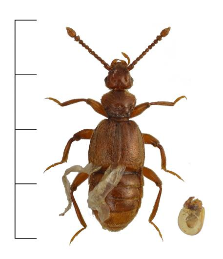 Gran Trichonyx sulcicollis (NT) En klubbhornsbagge (Staphylinidae: Pselaphinae) som förekommer mindre allmänt i södra och mellersta