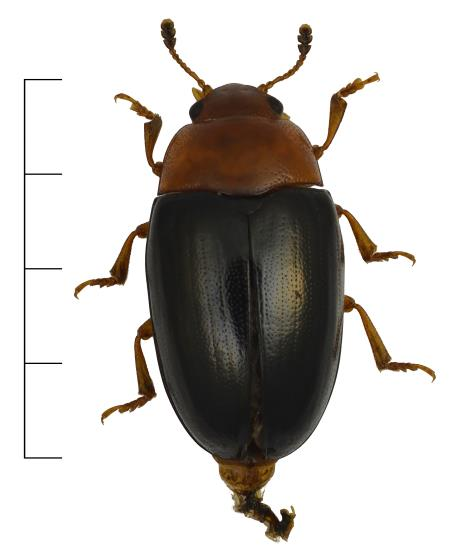 Liksom många andra arter i underfamiljen är den förmodligen myrmekofil, dvs. den lever tillsammans med myror.