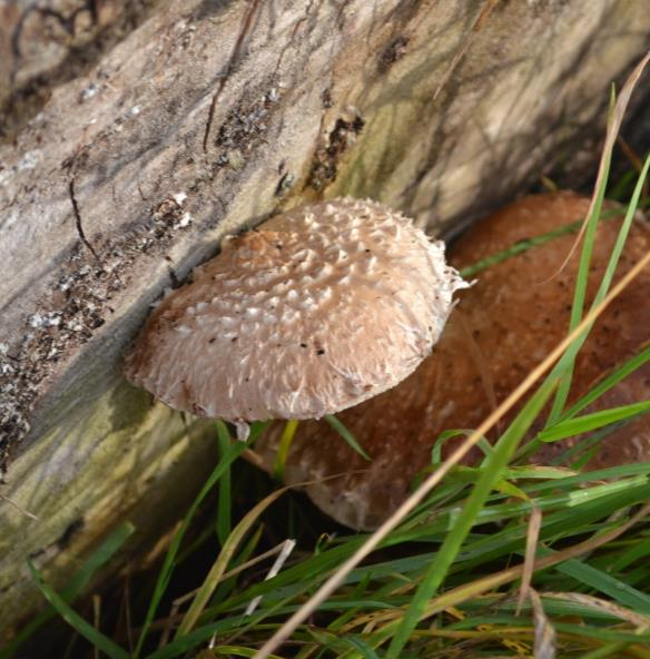 Figur 20. Hemipholiota populnea. Foto: O.