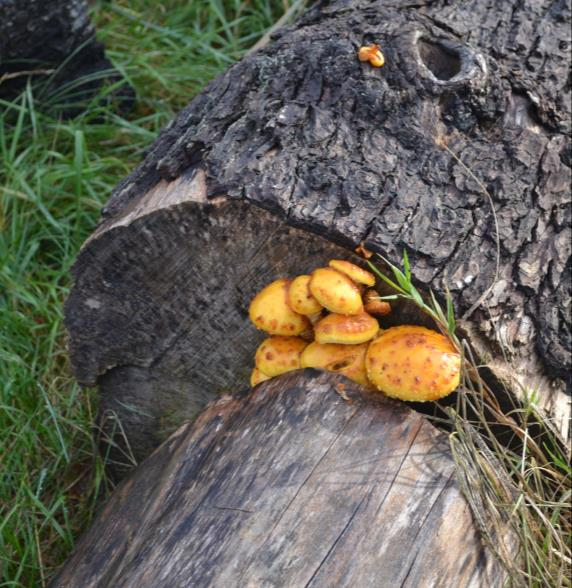 Figur 23. Pholiota adiposa. Foto: O.