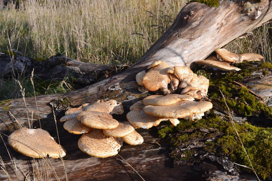 Gran Fjällticka Polyporus squamosus Svavelticka Laetiporus sulphureus Dessa två mjukköttiga tickor är båda vanliga i biodepåerna där de hade färska fruktkroppar redan i maj (figur 24).