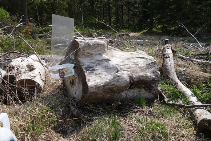 Omgivningarna är en bergig och småkuperad barrblandskog. I kraftledningsgatan finns ömsom hällar med Cladonia- mattor och vidsträckta mattor av hednervmossa och hårnervmossa.