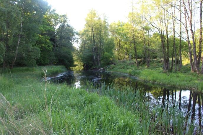 Värdefulla betesmarker och småvatten finns längs sträckan, området är naturreservat. Åkergroda noterades vid bron. Figur 17.