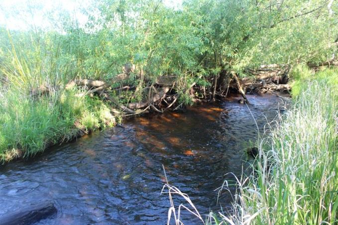 Sträcka 3 Längd: 60 m Medelbredd: 2,5 m Medeldjup: 0,1 m Botten: Sten och grus Strömförhållande: Forsande Skuggning: >50 % Död ved: Måttlig