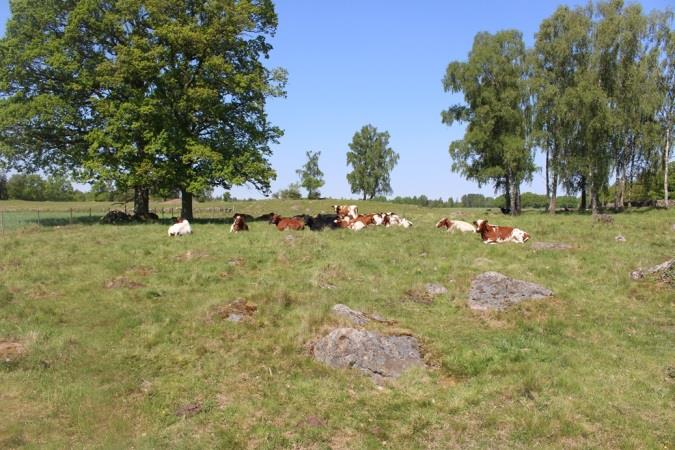 Sträcka 10 Längd: 385 m Medelbredd: 3 m Medeldjup: 0,2 m Botten: Sand Strömförhållande: Svagt strömmande Skuggning: 5-50 % Död ved: Liten