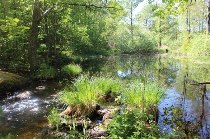 Sträcka 12 Längd: 902 m Medelbredd: 10 m Medeldjup: 0,5 m Botten: Grovdetritus Strömförhållande: Lugnflytande Skuggning: 5-50 % Död ved: Liten förekomst Fysisk påverkan: Kraftig Öringbiotop: Saknas