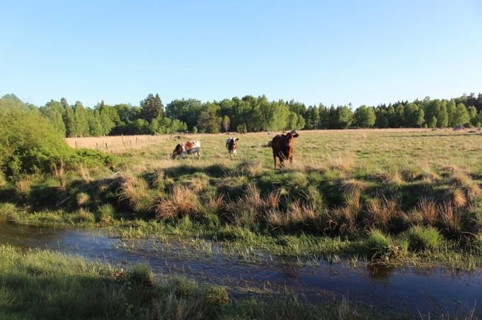 Sträcka 24 Längd: 2105 m Medelbredd: 2,5 m Medeldjup: 0,2 m Botten: Grovdetritus Strömförhållande: Svagt strömmande Skuggning: 5-50 % Död ved: Liten förekomst Fysisk påverkan: