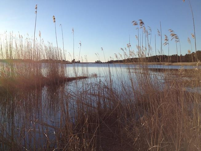 Figur 1. Åbyån rinner ut på ostkusten i Rafshagsviken. Ett flertal fiskarter vandrar upp i ån vid lektid. Området är grunt och näringsrikt, vass växer i täta bestånd i strandzonerna.