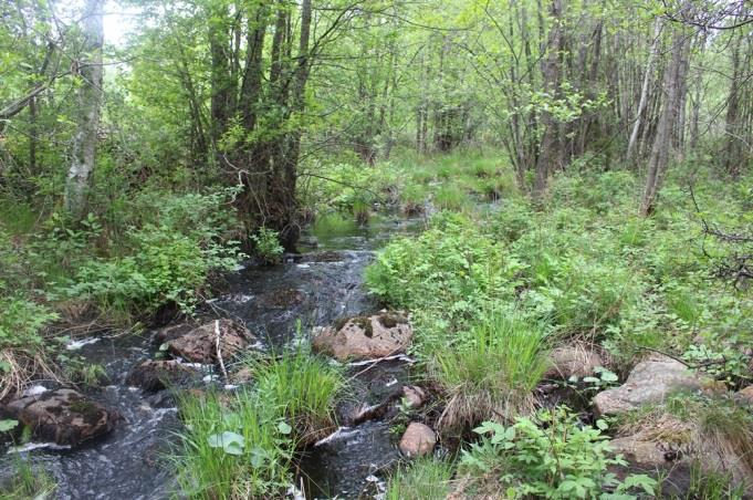 Sträcka 26 Längd: 105 m Medelbredd: 2 m Medeldjup: 0,1 m Botten: Sten Strömförhållande: Forsande Skuggning: 5-50 % Död ved: Måttlig förekomst Fysisk påverkan: Liten Öringbiotop: Möjliga lekområden,