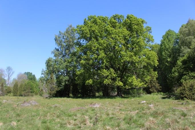 Sträcka 30 Längd: 1178 m Medelbredd: 2,0 m Medeldjup: 0,2 m Botten: Grovdetritus Strömförhållande: Lugnflytande Skuggning: >50 % Död ved: Måttlig förekomst Fysisk påverkan: Omgrävd Öringbiotop: